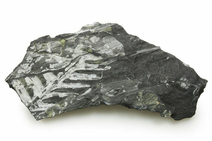 Fossil Seed Fern (Alethopteris) Plate - Pennsylvania #377488